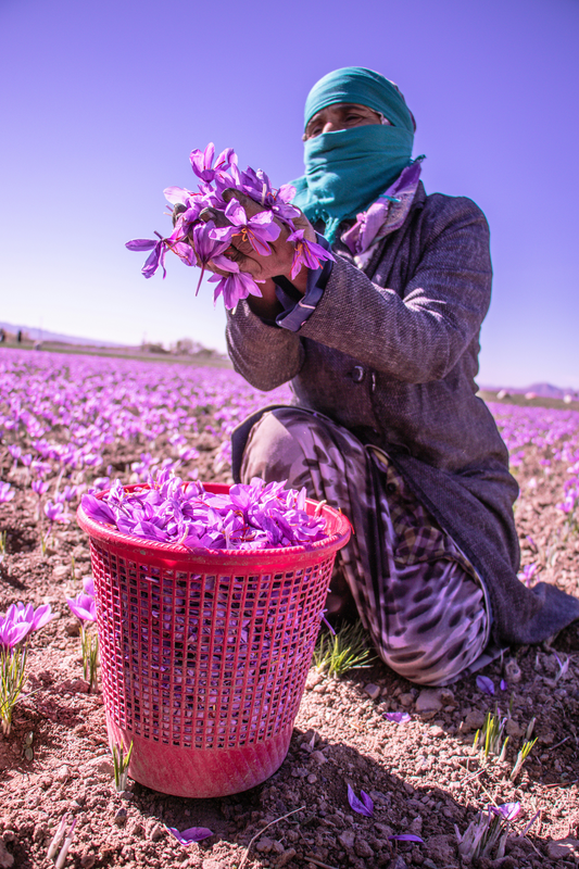 Is There a Global Saffron Shortage?